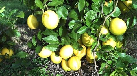 Grow A Meyer Lemon Tree And Make Unbelievable Jammarmalade Self