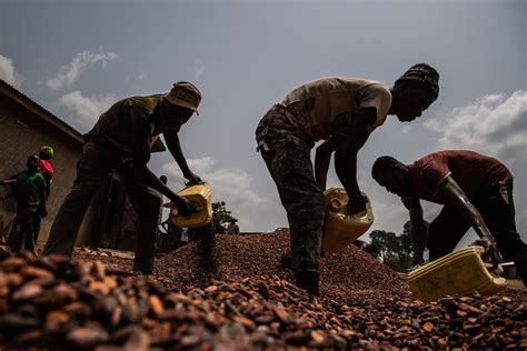 Cocoas Child Laborers Fernando Guida
