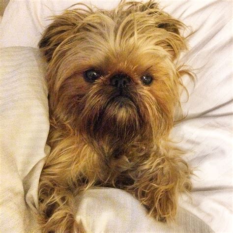 Check spelling or type a new query. Billie My brussel #brusselgriffon | Brussels griffon ...