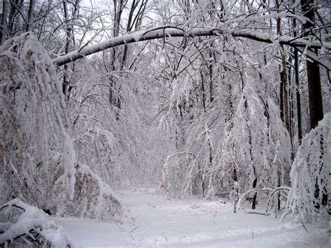 Bensozia The Forest In Winter