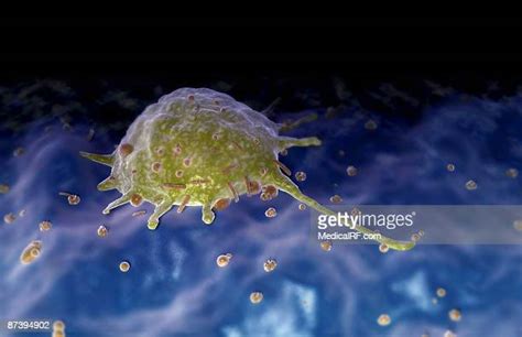 Macrophage Cell Photos And Premium High Res Pictures Getty Images