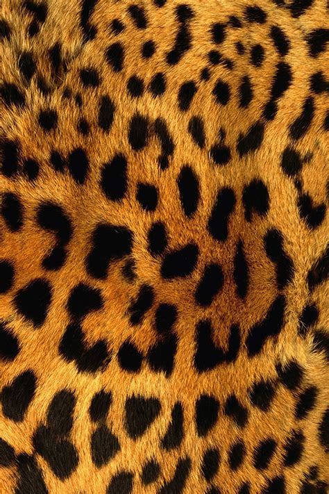 Leopard Print Iphone Wallpaper Hd