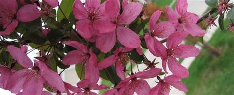 Asol Skill Set Flowering Crabapple Tree No Fruit Crabapple Big River