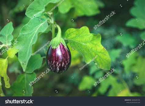 Eggplant Aubergine Known Brinjal On Garden Stockfoto 1869445105