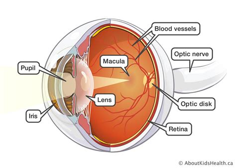 Eye Damage And Diabetes