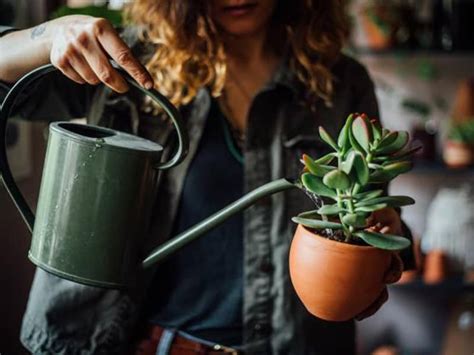 And this influences how often one should water the cactus. How Often Should I Water My Succulents