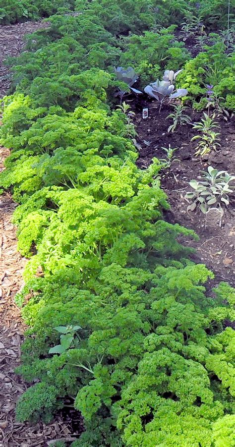 Backyard Patch Herbal Blog Eight Great Herbs To Grow
