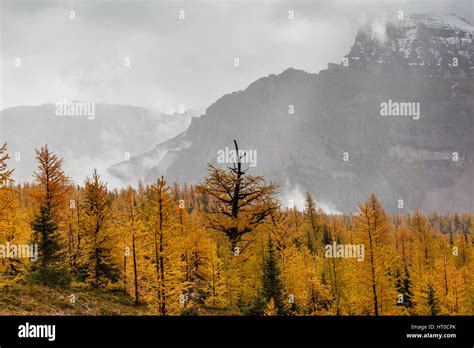 Golden Larch Hi Res Stock Photography And Images Alamy