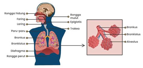 Perhatikan Gambar Sistem Pernapasan Manusia Beriku