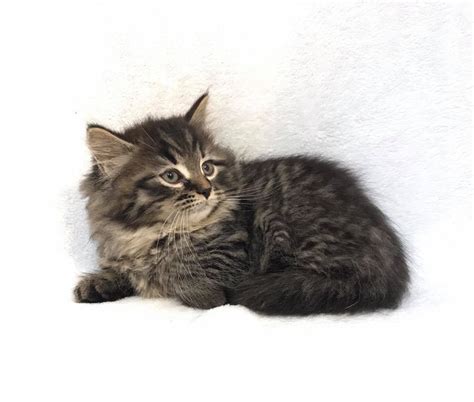 Hypo Allergenic Siberian Cats And Kittens For Sale