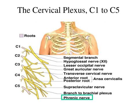 Cervical Spine Nerves