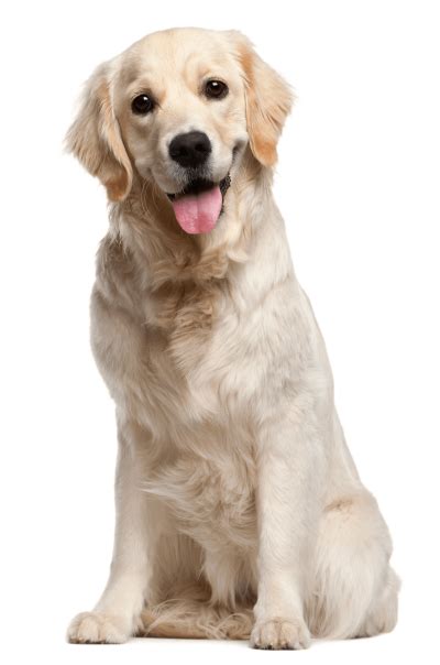 Dog Png Vector Images With Transparent Background Transparentpng