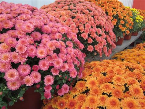 These shade perennials will brighten any dark corner of your garden, including the spots where the sun doesn't reach. Perennial Mums Zone 5 | Tyres2c