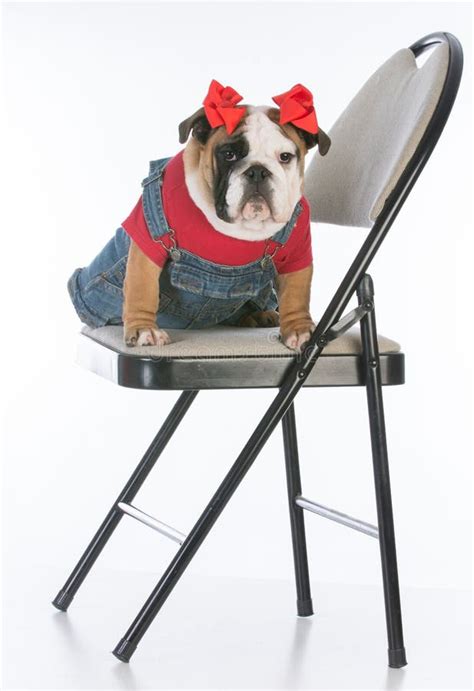 Dog Sitting On Chair Stock Photo Image Of Sitting Overalls 90305714