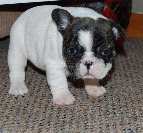 Cobalt cobalt is a blue merle male french bulldog puppy. French Bulldog Puppies For Sale | Minneapolis, MN #284776