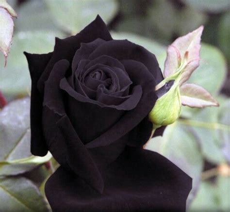 I started visiting that park over 25 years ago and the rhoddies there simply take my breath away! Heirloom 100 Seeds Deep Purple Maroon Rose Garden Roses ...