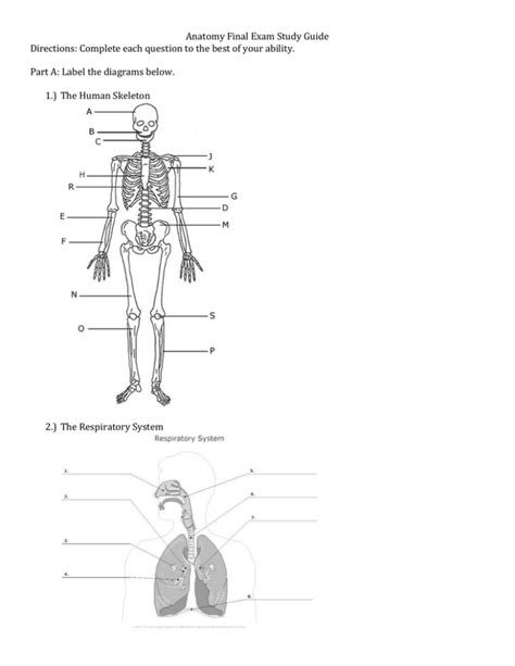 Anatomy Final Exam Study Guide Part A Label The Diagrams Below