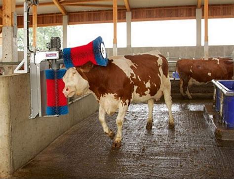 Kerbl Aktion Happy Cow Duo Frei Haus Geliefert Neu Sensenberger Agrar