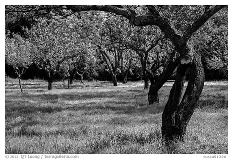 Maybe you would like to learn more about one of these? Black and White Picture/Photo: John Muir family farm ...