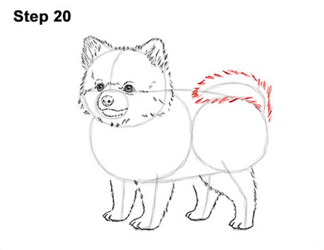 We focus on every detail like from furry dog and greyhounds to puppies, poodles and dalmatians, we can teach you how to draw all kinds of pooches and make them come alive on paper. How to Draw a Dog (Pomeranian)