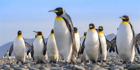 King Penguins Salisbury Plain South Georgia Island
