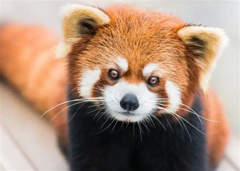 Are Cuddly Red Pandas Dangerous To Humans Bss News