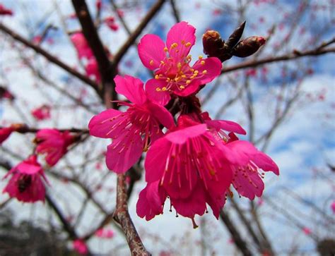 Subito a casa e in tutta sicurezza con ebay! Pruno da fiore - Prunus - Prunus - Alberi - Pruno da fiore ...