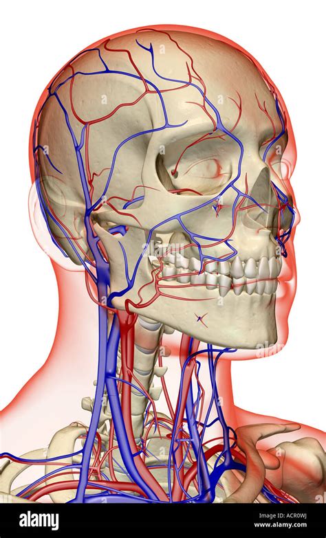 Anatomy Arteries In Neck The Blood Supply Of The Head And Neck Images