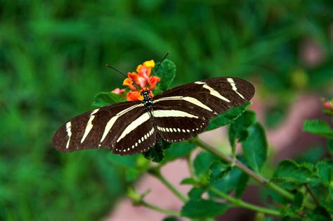 Zebra Heliconian Garden Austin