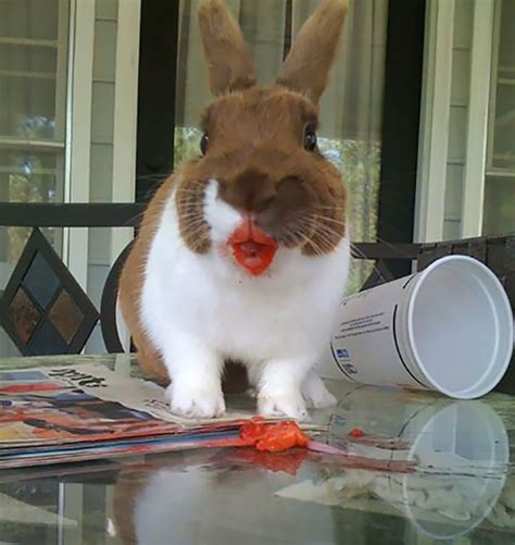 25 Funny Pictures Of Animals Eating That Will Make Your Day Top13