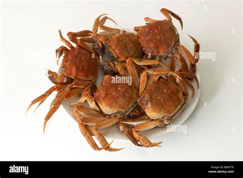 Chinese Mitten Crab Eriocheir Sinensis Cooked Specimens The Crabs My Xxx Hot Girl