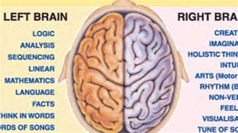 Difference between left and right brain. LEFT BRAIN / RIGHT BRAIN THEORY ( In Telugu) By Velpula's ...