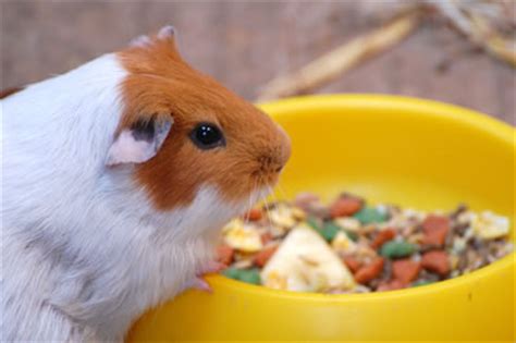 Obviously hay and fresh water should. Guinea Pig Information