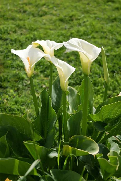 When To Transplant Calla Lily And How To