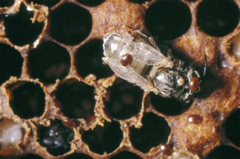 Varroa Mite On Honeybee Talking With Bees