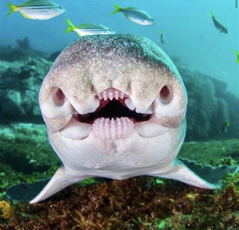 They are small, spiny, and round. PORT JACKSON SHARK 😎😎😎 in 2020 | Deep sea creatures, Weird ...