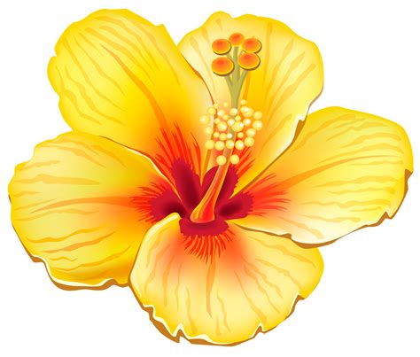 Flower Clip Art Tropical Flowers Cliparts Png Download 13221125