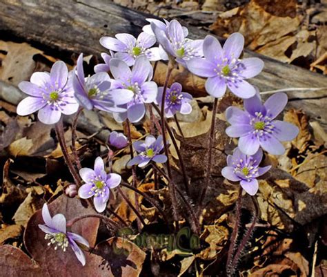 Hepatica Cf Acutiloba Lavender Flowers 2017 Botanically Inclined