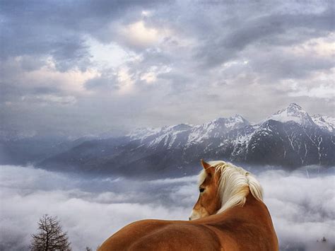 Top Free Wallpapersskyhorseatmospheric Phenomenonwildlifecloud