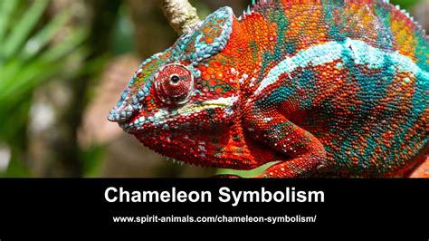 Chameleon Symbolism Youtube