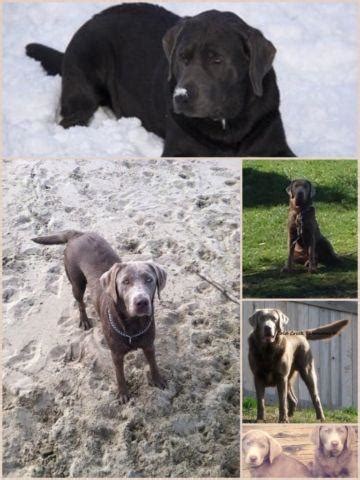 ⇒ first step to adoption is to fill out our adoption questionnaire and email to info@hsco.org. AKC Silver Lab puppies for Sale in Roseburg, Oregon ...