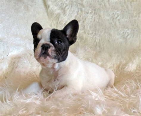 The french bulldog is a small companion breed of dog, related to the english bulldog and american bulldog. teacup french bulldog