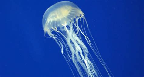 Deadly Box Jellyfish Kills Teen A Queensland Beach