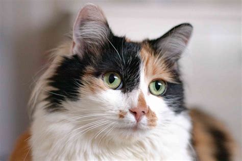 Calico Cats Details And Breeds