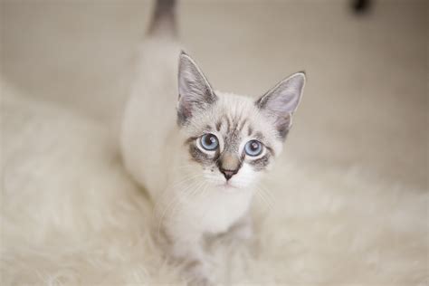 Happy to see it again. Siamese Kitten Update (Unfortunately without Photos ...