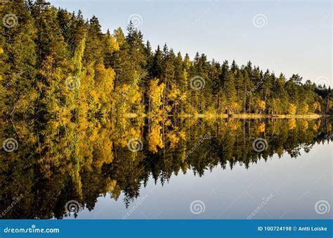 Forest Reflections Stock Photo Image Of Scenic Still 100724198