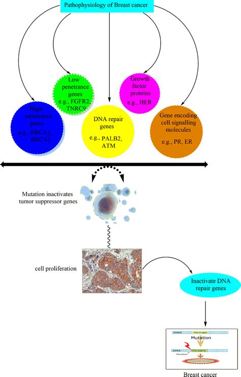 Pathophysiology Of Breast Cancer Download Scientific Diagram