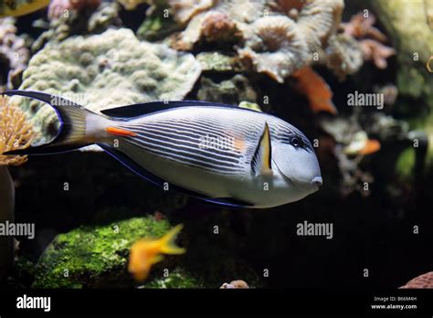 Striped Fish Hi Res Stock Photography And Images Alamy