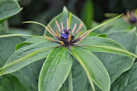 It is found in the himalayas, china and myanmar (burma). The Outlaw Gardener: Visiting Far Reaches Farm