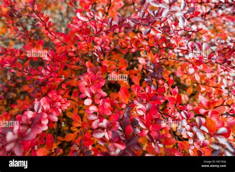 Barberry Bush Showing Autumn Foliage Stock Photo Alamy